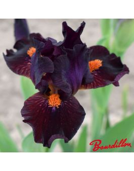 Iris lilliput : Matador's Cape