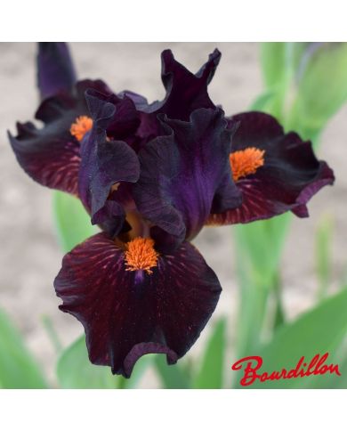 Iris : Matador's Cape