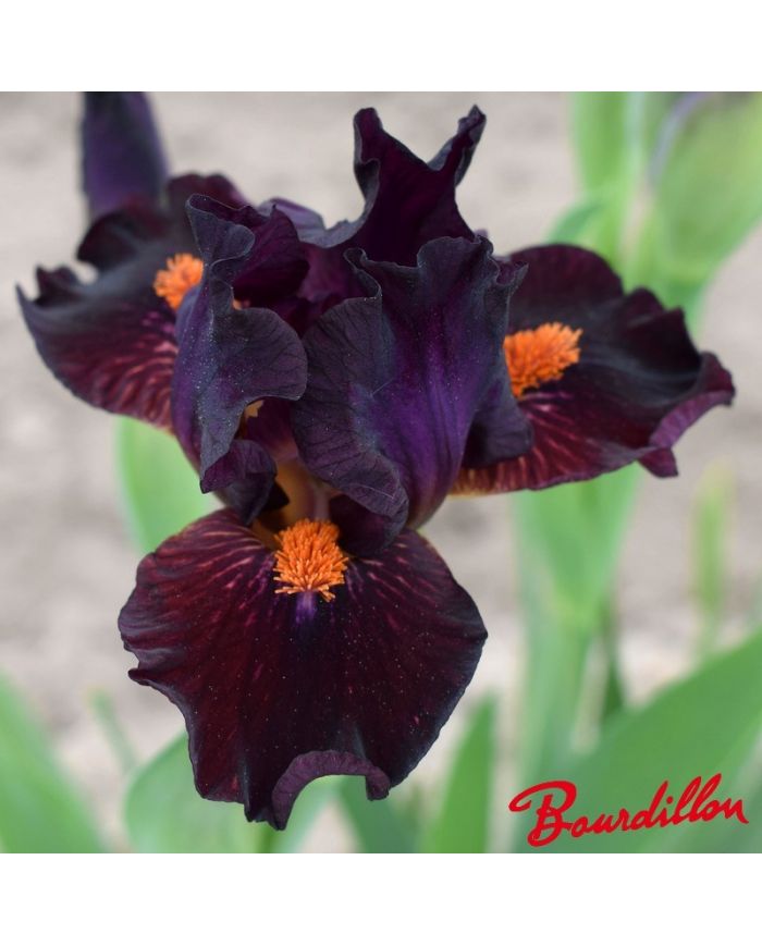 Iris : Matador's Cape