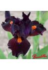Iris : Matador's Cape