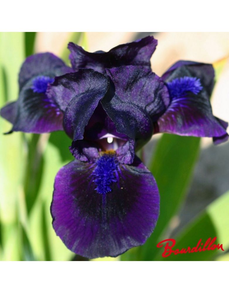 Iris lilliput : Mickael Paul