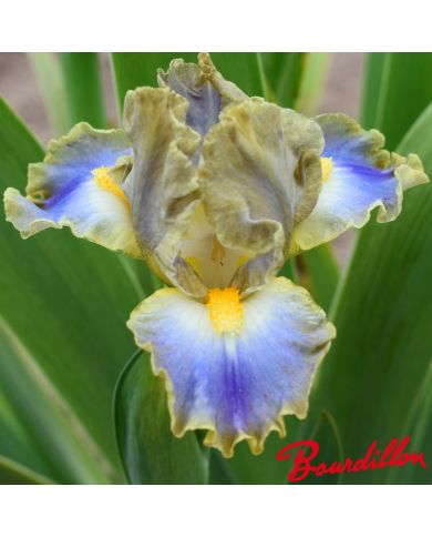 Iris : My Cher