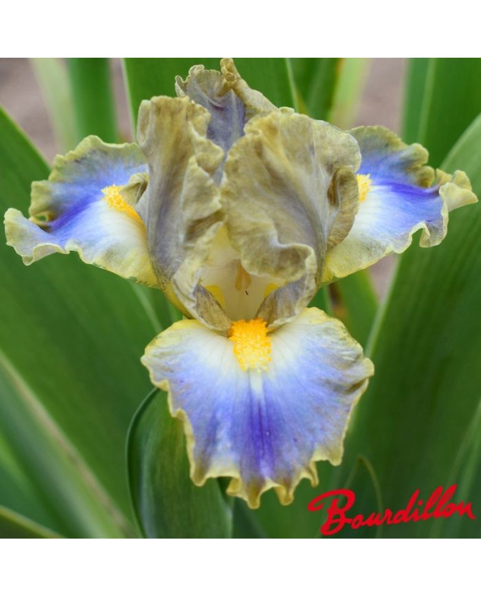 Iris : My Cher