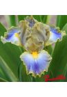 Iris : My Cher