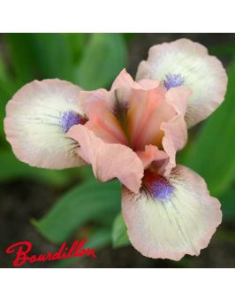 Iris lilliput : Proton