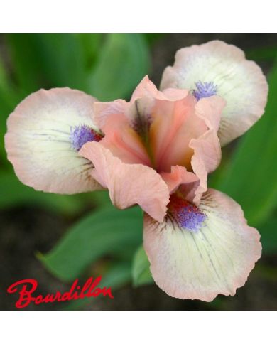 Iris : Proton