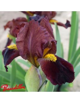 Iris lilliput : Chocolatine
