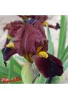 Iris : Chocolatine