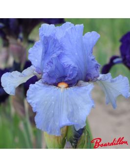 Iris intermédiaire  : Aeolius