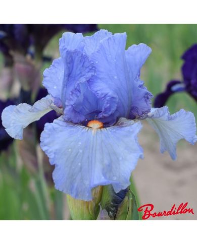 Iris : Aeolius