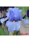 Iris : Aeolius