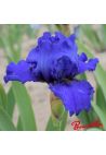 Iris : Aqua Taj