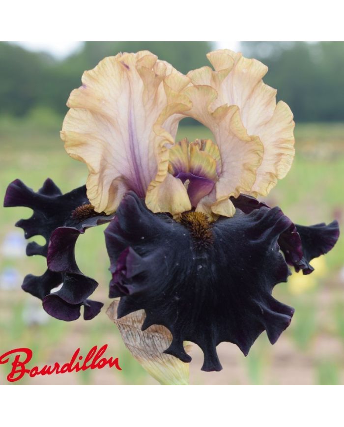 Iris : Grapenut