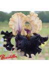 Iris : Grapenut