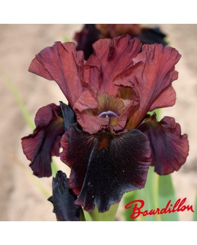 Iris : Plasma