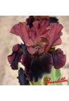 Iris : Plasma