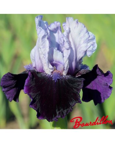 Iris : Royalaz