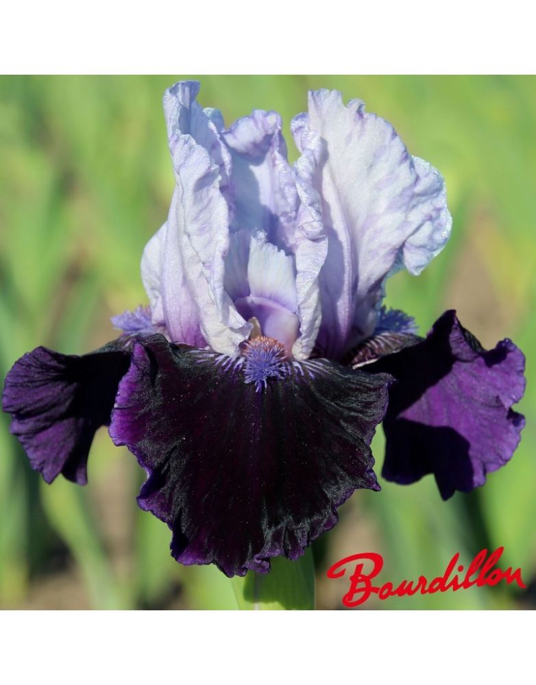 Iris intermédiaire  : Royalaz