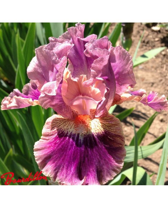 Iris : Creative Accent