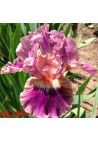 Iris : Creative Accent