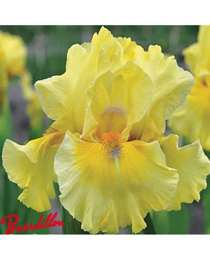 Iris : Coloursonic