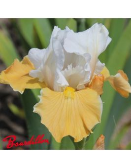 Iris de bordure : Apricot Frosty
