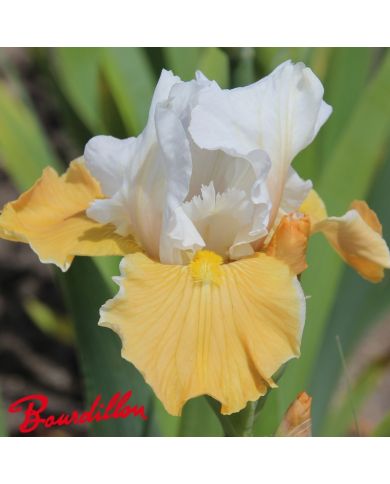 Iris : Apricot Frosty