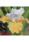 Iris : Apricot Frosty