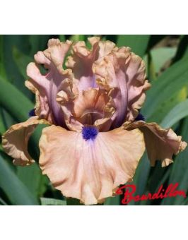 Iris de bordure : Bahama's Blue