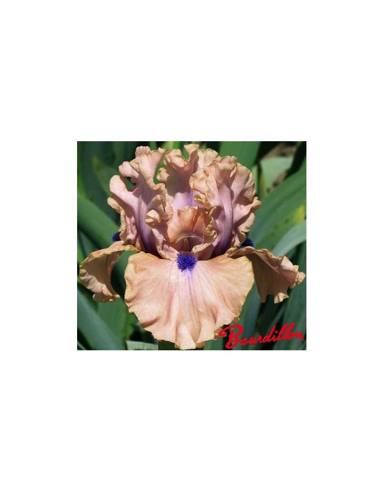 Iris de bordure : Bahama's Blue