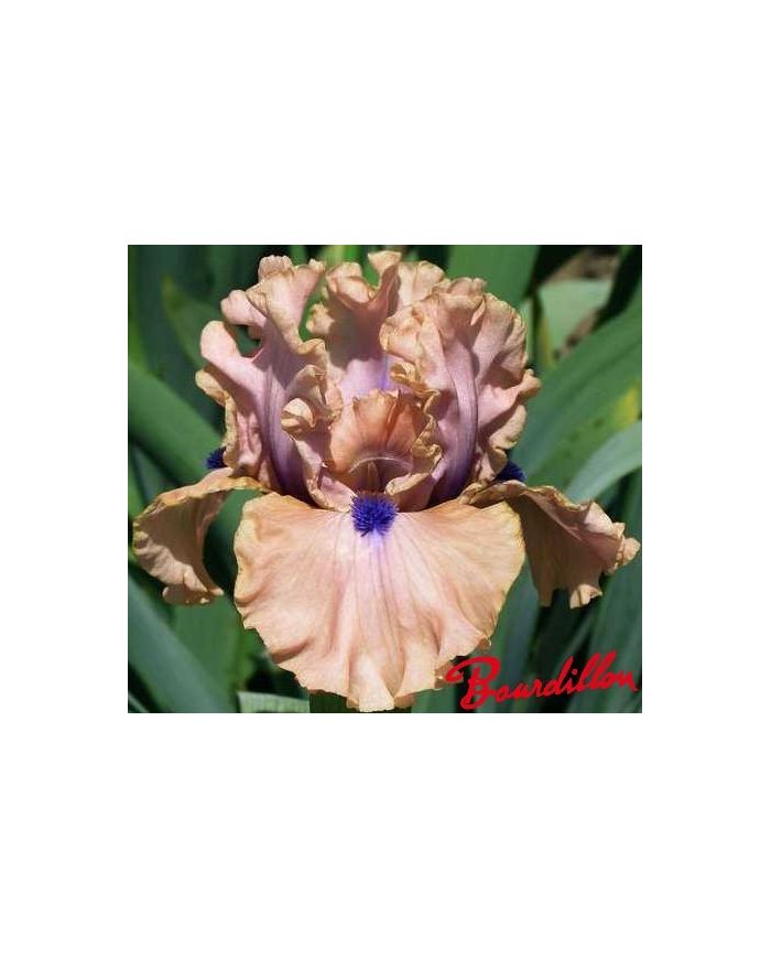 Iris : Bahama's Blue