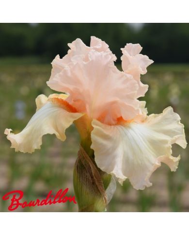 Iris : Ballerina Pink