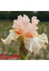 Iris : Ballerina Pink