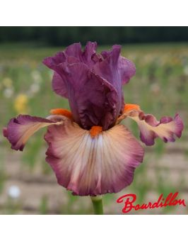 Iris : Banded Gold