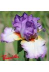 Iris : Border Baby