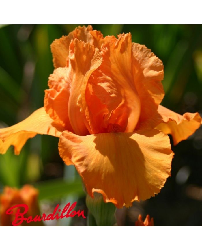 Iris : Poil De Carotte