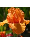 Iris : Poil De Carotte