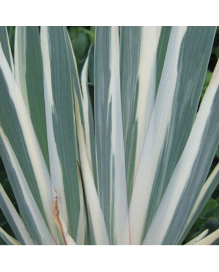 Iris :  Iris Pallida Variegata Argentea