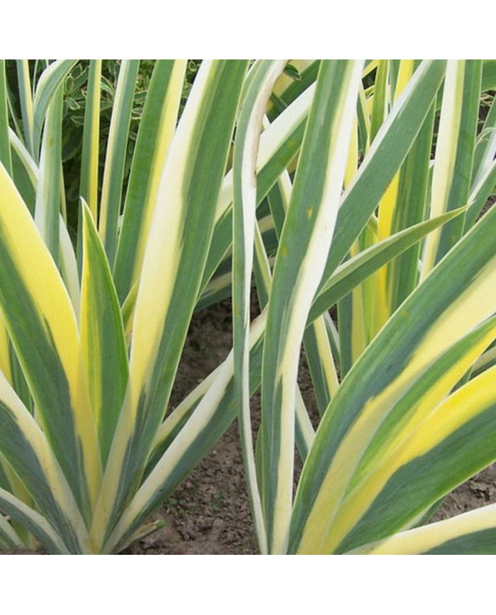 Iris : Iris Pallida Variegata Aurea