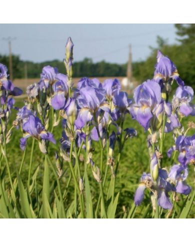 Iris : Iris Pallida