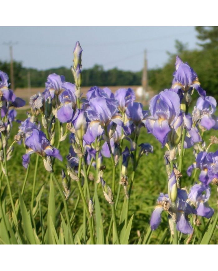 Iris : Iris Pallida