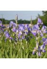 Iris : Iris Pallida