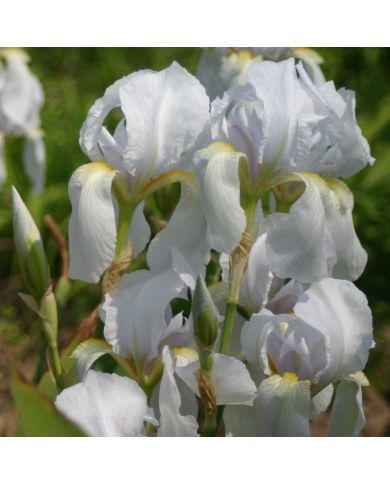 Iris : Iris De Florence