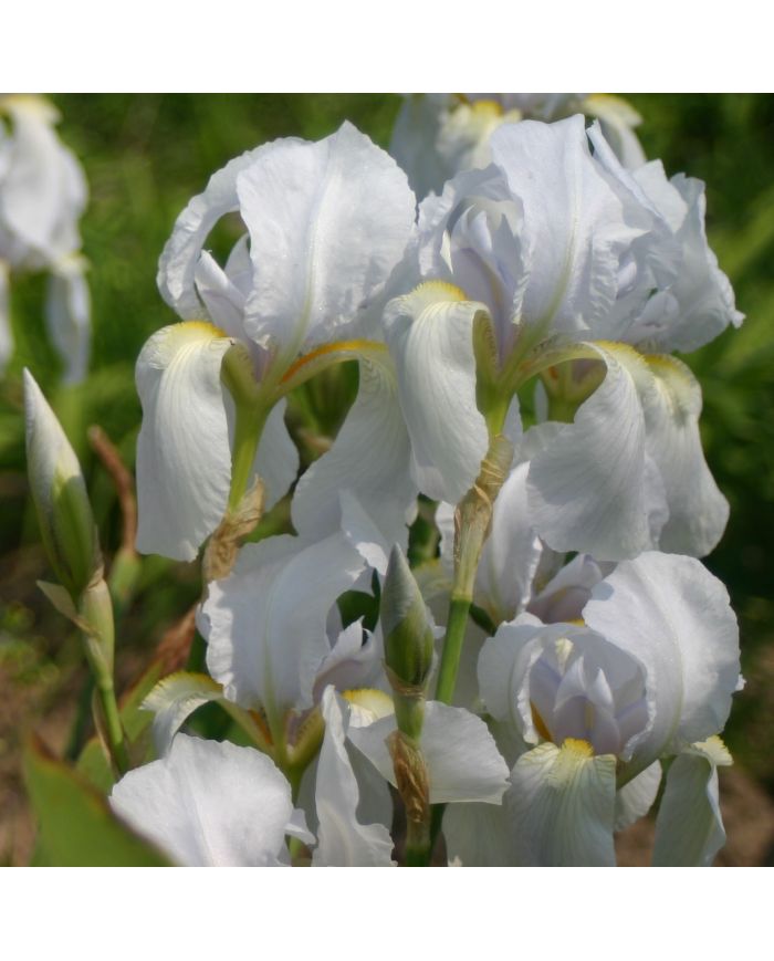 Iris : Iris De Florence