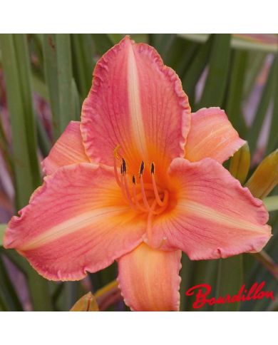 Hemerocalle : Peachy Pie