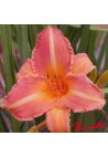 Hemerocalle : Peachy Pie