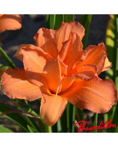 Hemerocalle : PASSION DOUBLE