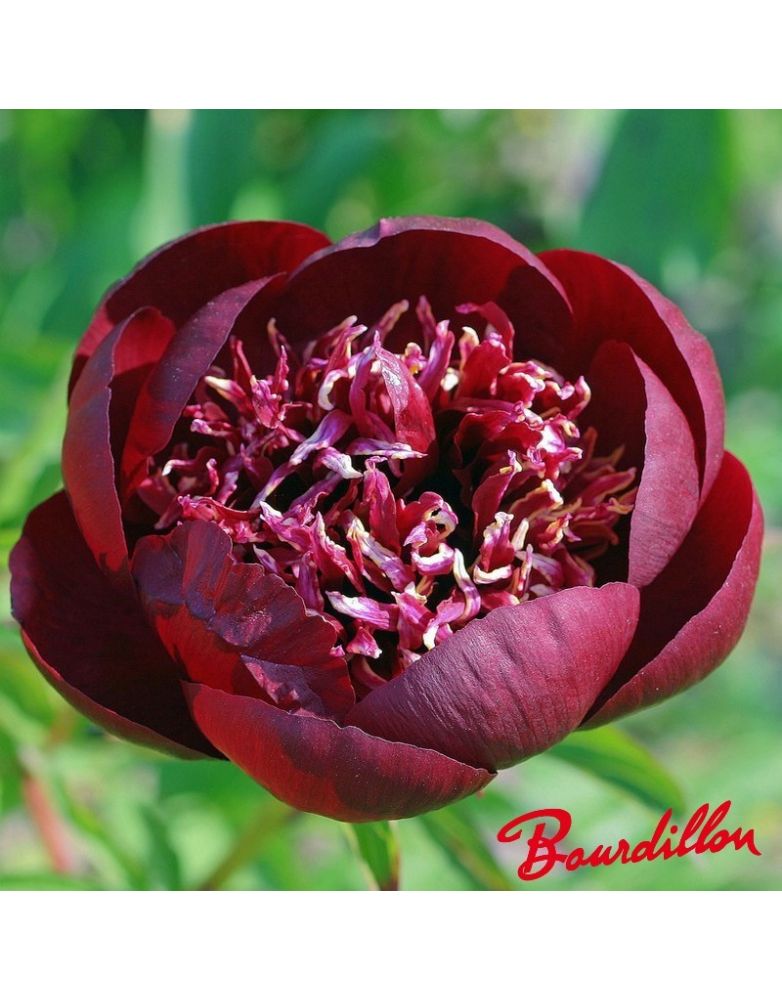 Pivoine : CHOCOLATE SOLDIER Pivoine : CHOCOLATE SOLDIER