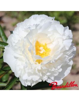 Pivoine : BOWL OF CREAM
