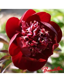 Pivoine : CHOCOLATE SOLDIER
